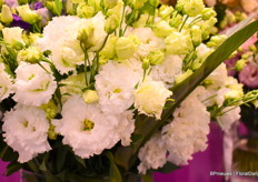 Celebrich 2 White from Florensis